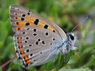 Violetter Feuerfalter Lycaena alciphron Purple-Shot Copper