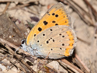 Violetter Feuerfalter Lycaena alciphron Purple-Shot Copper