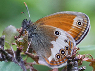 Weibindiges Wiesenvgelchen Coenonympha arcania Pearly Heath Perlgrasfalter