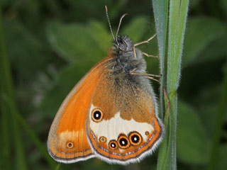 Weibindiges Wiesenvgelchen Coenonympha arcania Pearly Heath Perlgrasfalter