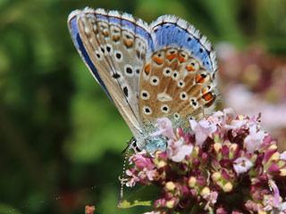 Mnnchen Himmelblauer Bluling Polyommatus (Meleageria)(Lysandra) bellargus Adonis Blue Bluling