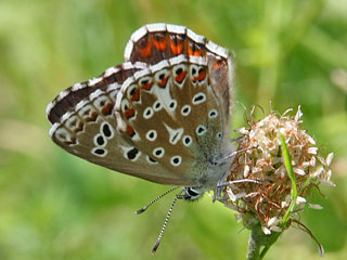 Weibchen Himmelblauer Bluling Polyommatus (Meleageria)(Lysandra) bellargus Adonis Blue Bluling