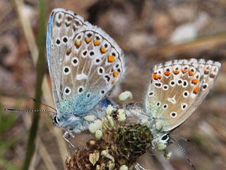 Paarung Himmelblauer Bluling Polyommatus (Meleageria)(Lysandra) bellargus Adonis Blue Bluling