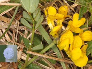 Eiablage Himmelblauer Bluling Polyommatus (Meleageria)(Lysandra) bellargus Adonis Blue Bluling