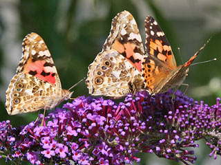 Distelfalter Vanessa cardui Painted Lady Wanderfalter (20692 Byte)