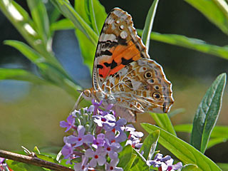 Distelfalter Vanessa cardui Painted Lady Wanderfalter (20692 Byte)