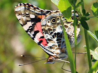 Distelfalter Vanessa cardui Painted Lady Wanderfalter (20692 Byte)