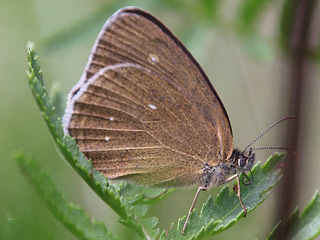 Schornsteinfeger  The Ringlet   Aphantopus hyperantus (35433 Byte)