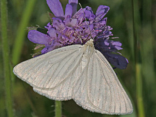 Hartheu-Spanner Siona lineata Black-veined Moth (22992 Byte)