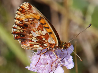 Boloria ( Clossiana ) dia Magerrasen-Perlmutterfalter Weaver's Fritillary 