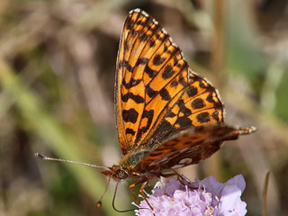 Boloria ( Clossiana ) dia Magerrasen-Perlmutterfalter Weaver's Fritillary 