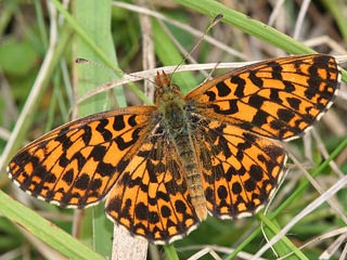 Boloria ( Clossiana ) dia Magerrasen-Perlmutterfalter Weaver's Fritillary 