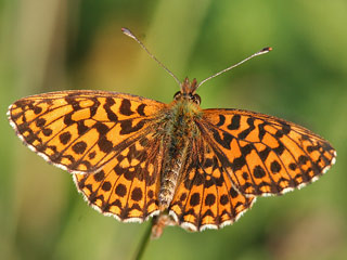 Boloria ( Clossiana ) dia Magerrasen-Perlmutterfalter Weaver's Fritillary 