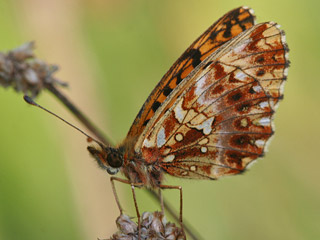 Boloria ( Clossiana ) dia Magerrasen-Perlmutterfalter Weaver's Fritillary 