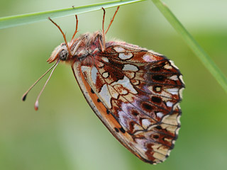 Boloria ( Clossiana ) dia Magerrasen-Perlmutterfalter Weaver's Fritillary 