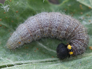 Malvendickkopffalter Carcharodus alceae Mallow Skipper (20627 Byte)