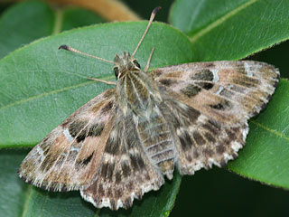 Malvendickkopffalter Carcharodus alceae Mallow Skipper (20627 Byte)