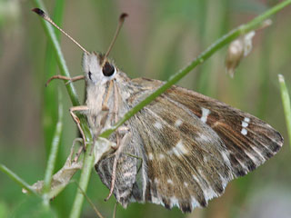 Malvendickkopffalter Carcharodus alceae Mallow Skipper (20627 Byte)