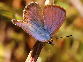 Cyclyrius webbianus  Kanarischer Bluling  Canary Blue