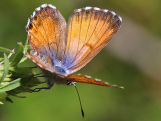 Cyclyrius webbianus  Kanarischer Bluling  Canary Blue