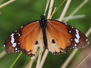 Afrikanischer Monarch Danaus (Anosia) chrysippus Plain Tiger