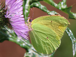 La Palma-Zitronenfalter Gonepteryx palmae