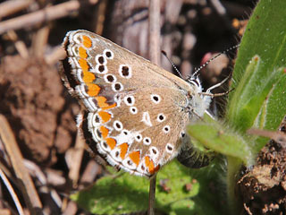 Aricia cramera Sdlicher Sonnenrschen-Bluling Southern Brown Argus