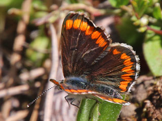 Aricia cramera Sdlicher Sonnenrschen-Bluling Southern Brown Argus