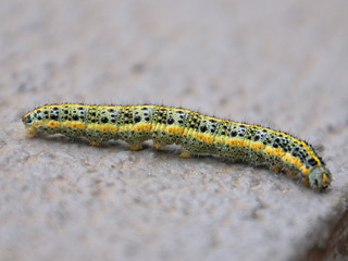 Kanaren-Weiling Pieris cheiranthi Canary Islands Large White