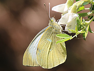 Kanaren-Weiling Pieris cheiranthi Canary Islands Large White