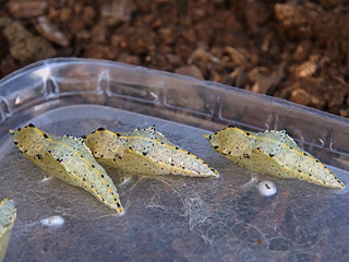 Kanaren-Weiling Pieris cheiranthi Canary Islands Large White