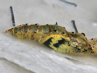 Kanaren-Weiling Pieris cheiranthi Canary Islands Large White