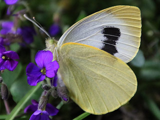 Kanaren-Weiling Pieris cheiranthi Canary Islands Large White