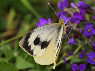 Kanaren-Weiling Pieris cheiranthi  Canary Islands Large White Teneriffa Fuerteventura Gran Canaria Lanzarote La Palma La Gomera El Hierro