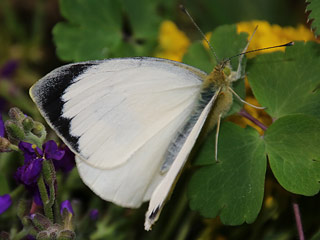 Kanaren-Weißling Pieris cheiranthi Canary Islands Large White