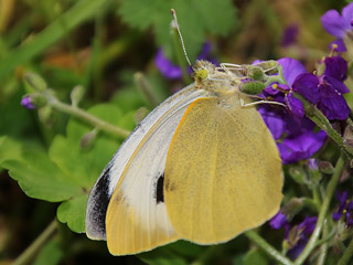 Kanaren-Weiling Pieris cheiranthi Canary Islands Large White