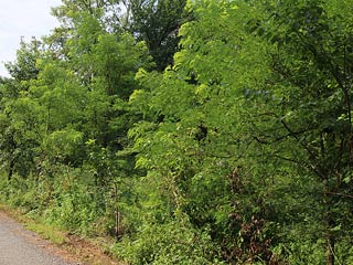 Schwarzbrauner Trauerfalter Neptis sappho Common Glider