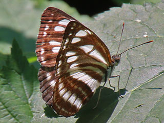 Schwarzbrauner Trauerfalter Neptis sappho Common Glider