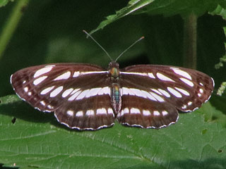 Schwarzbrauner Trauerfalter Neptis sappho Common Glider