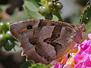 Berghexe Zypern  Chazara briseis larnacana The Hermit