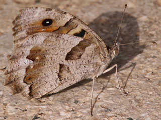 Berghexe Zypern  Chazara briseis larnacana The Hermit