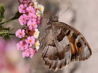 Berghexe Zypern  Chazara briseis larnacana The Hermit