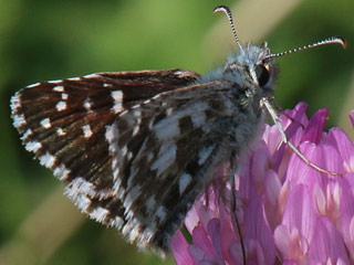 Pyrgus armoricanus Zweibrütiger Würfel-Dickkopffalter Oberthur's Grizzled Skipper