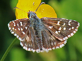 Pyrgus armoricanus Zweibrütiger Würfel-Dickkopffalter Oberthur's Grizzled Skipper
