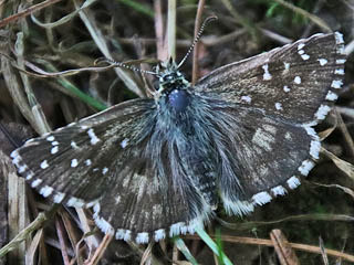 Pyrgus armoricanus Zweibrütiger Würfel-Dickkopffalter Oberthur's Grizzled Skipper