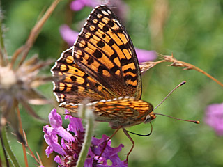 Mittlerer Perlmutterfalter Argynnis (Speyeria) niobe Niobe Fritillary