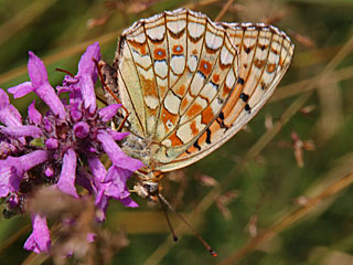 Mittlerer Perlmutterfalter Argynnis (Speyeria) niobe Niobe Fritillary