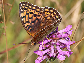 Mittlerer Perlmutterfalter Argynnis (Speyeria) niobe Niobe Fritillary