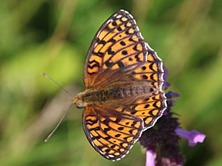 Mittlerer Perlmutterfalter Argynnis (Speyeria) niobe Niobe Fritillary