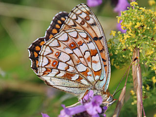 Mittlerer Perlmutterfalter Argynnis (Speyeria) niobe Niobe Fritillary